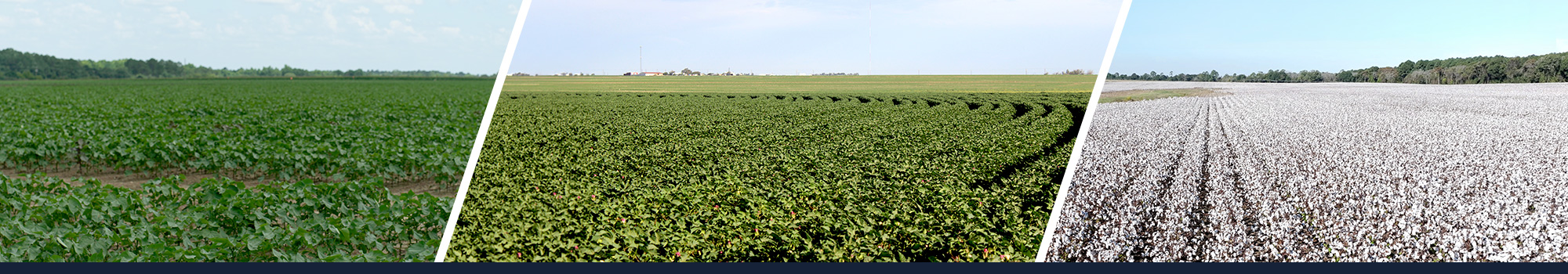 Three cotton fields in different growth stages
