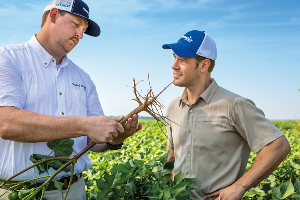 Image of a grower and seed rep inspecting roots for nematode damage in a field of cotton.