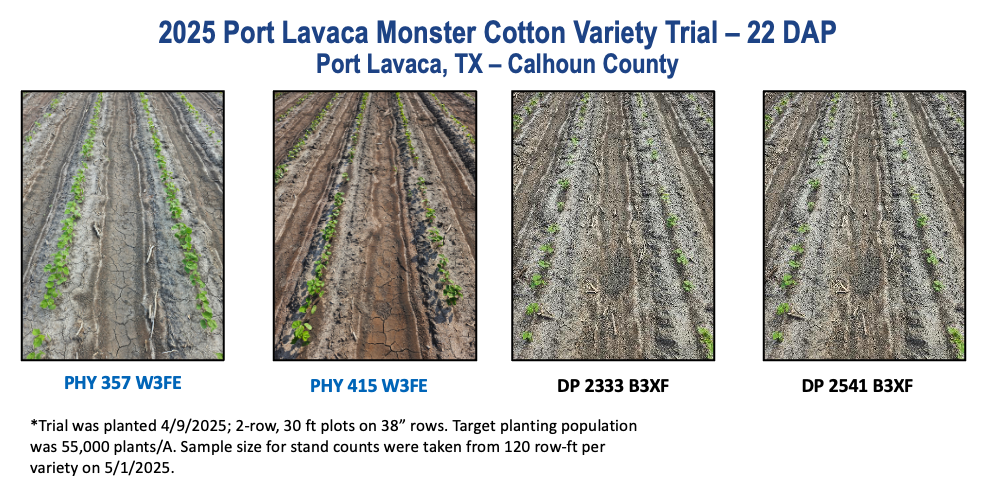 2025 Port Lavaca Cotton Variety Trial Field Comparison