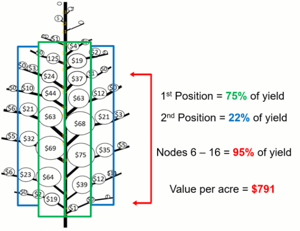 Cotton bolls visualization