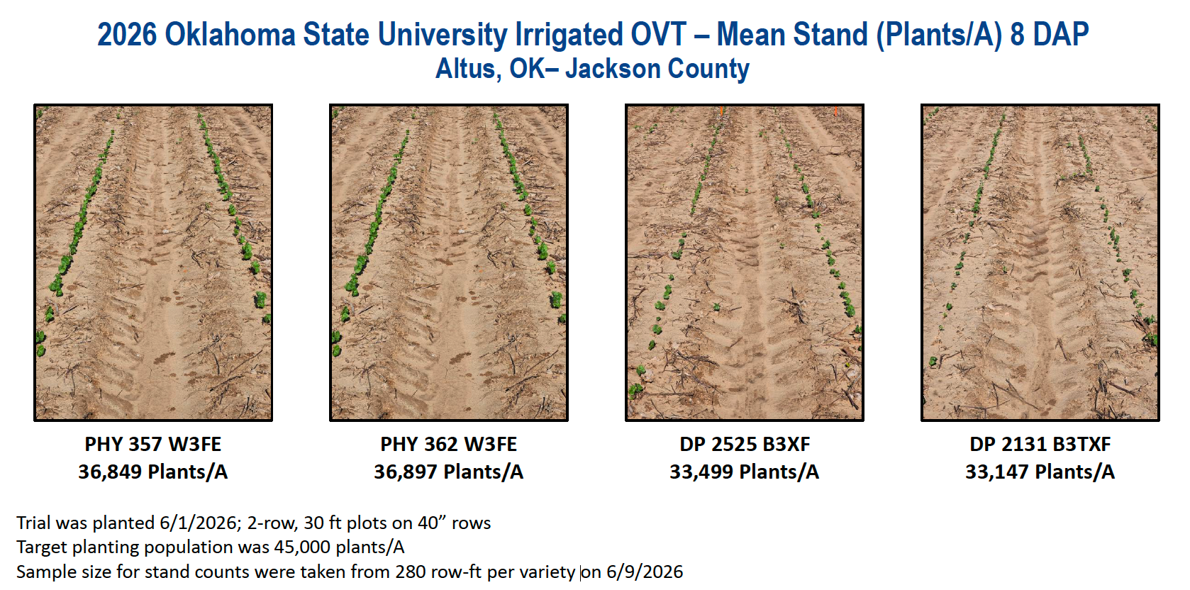 2026 OSU irrigated emergence examples