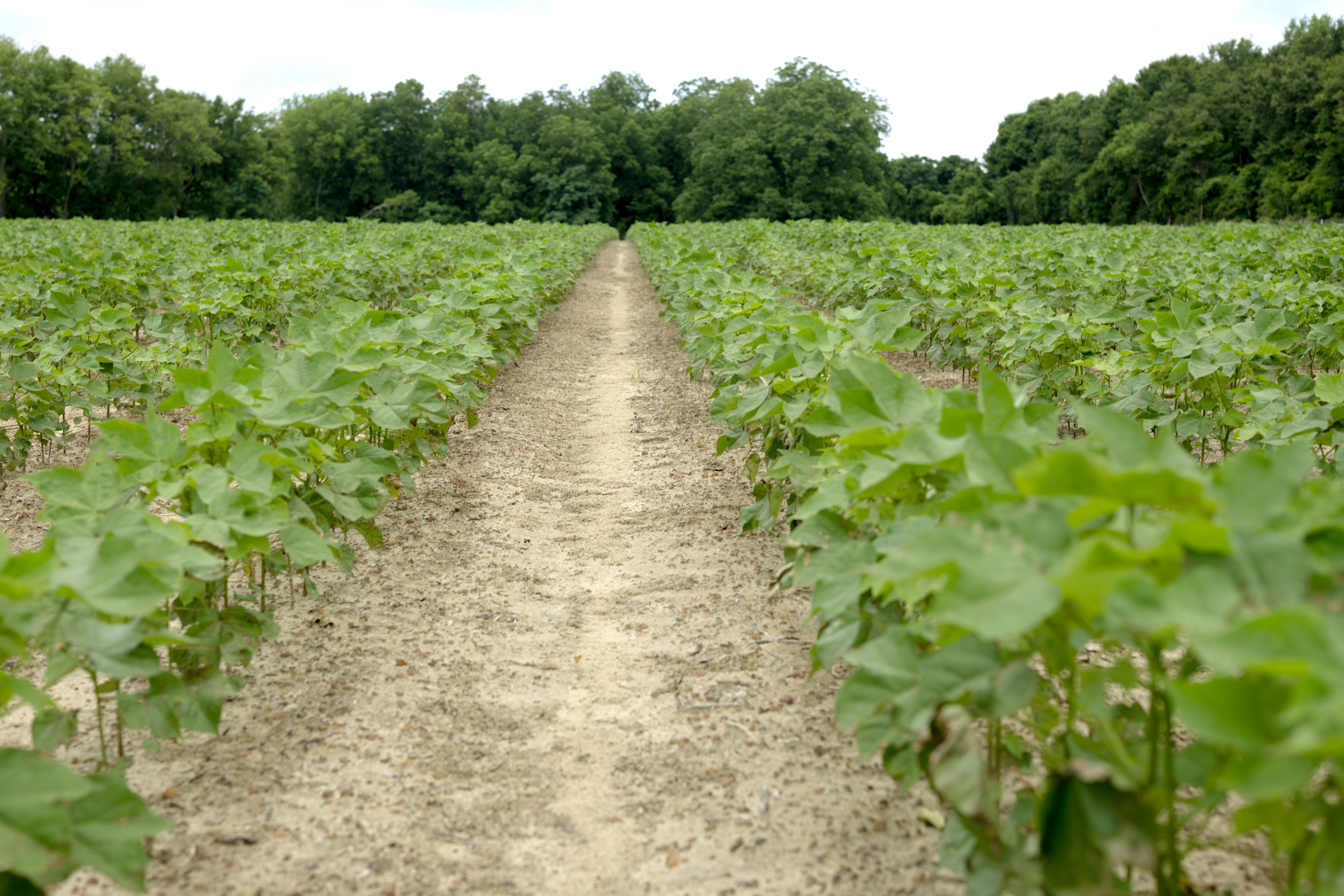 cotton field beauty shot