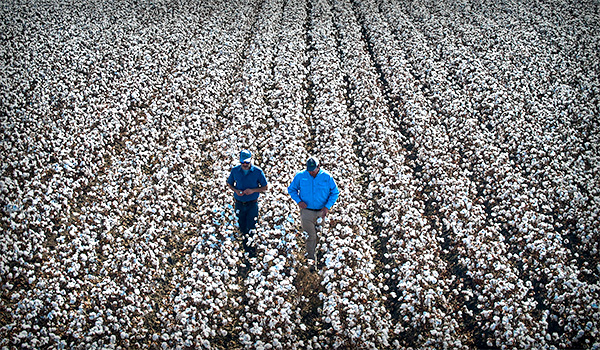 Farmer and PhytoGen rep walking in field
