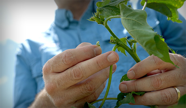 germinating cotton by hand