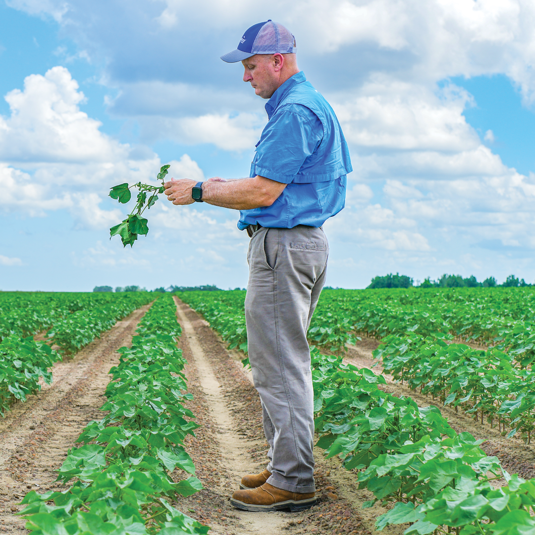 Joel Faircloth inspecting cotton