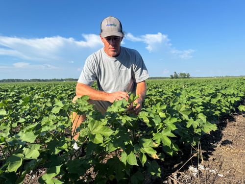 Georgia producer Josh McCormick examines a healthy cotton stand protected by built-in root-knot nematode resistance Georgia producer Josh McCormick examines a healthy cotton stand protected by built-in root-knot nematode resistance