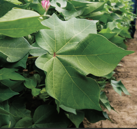 cotton leaf
