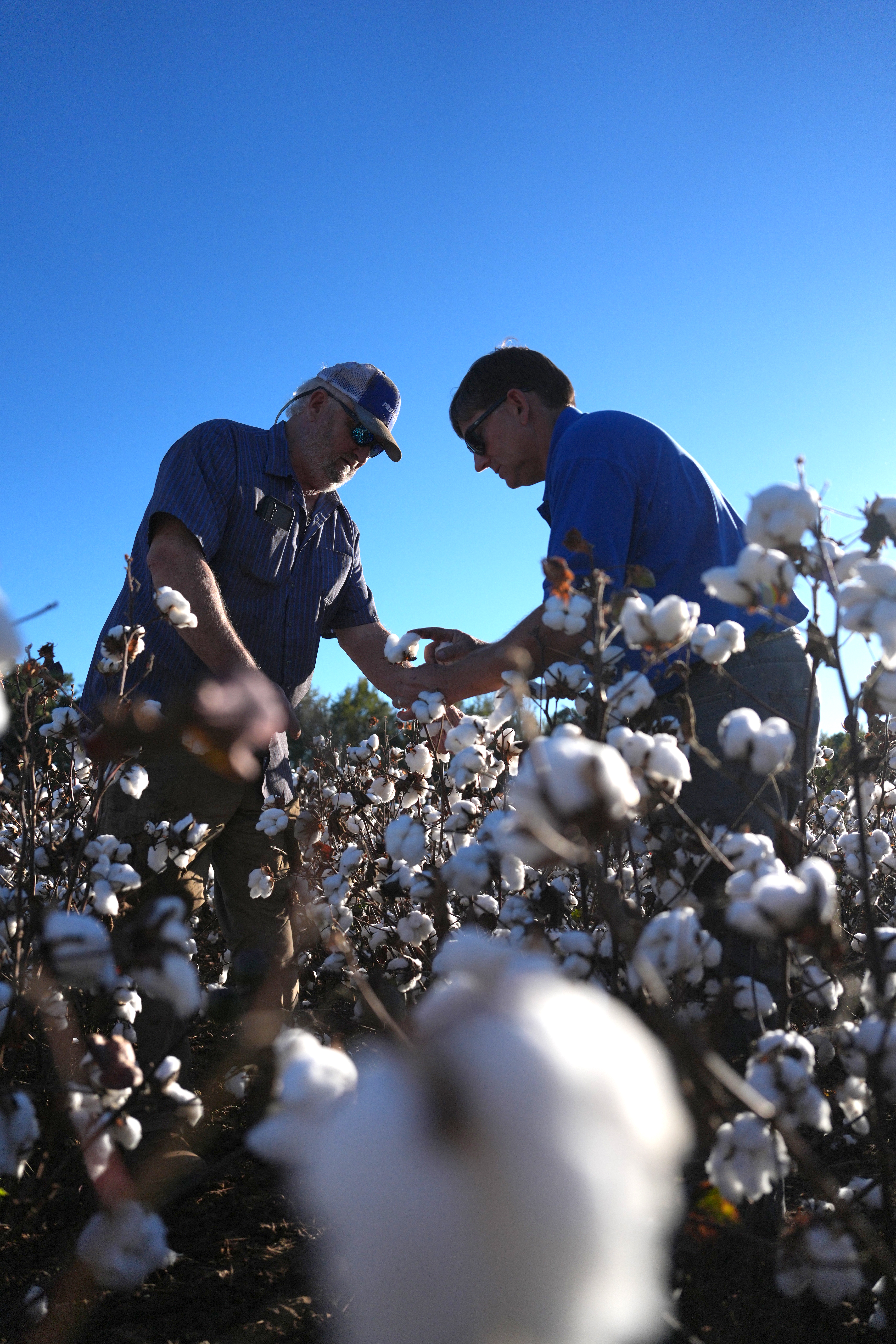 shaking hands in cotton field